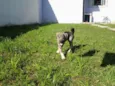 Davi