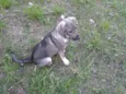 Davi
