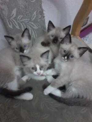 Gato raça Siamês idade Abaixo de 2 meses nome -