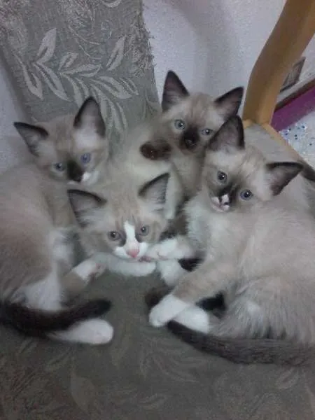Gato ra a Siamês idade Abaixo de 2 meses nome -