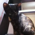 Catita