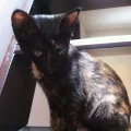 Gato ra a SRD idade 2 a 6 meses nome Catita
