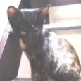 Catita