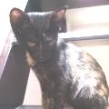 Gato ra a SRD idade 2 a 6 meses nome Catita