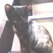 Gato raça SRD idade 2 a 6 meses nome Catita