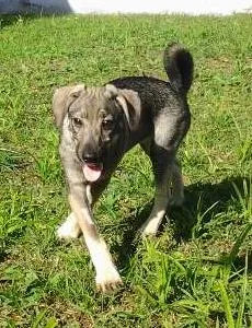 Cachorro ra a SRD idade 2 a 6 meses nome Davi