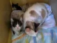 Gata