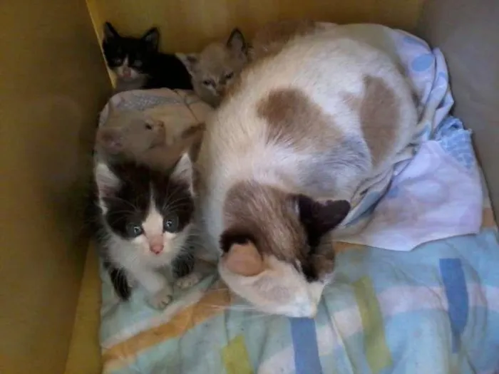 Gato ra a Vl idade 1 ano nome Gata