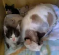 Gata