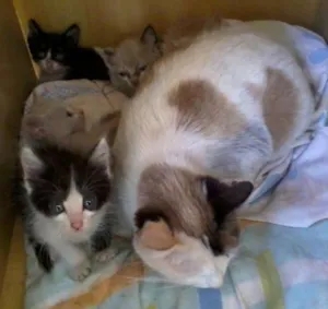 Gato raça Vl idade 1 ano nome Gata