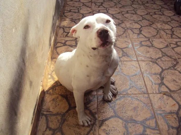 Cachorro ra a petbul idade 6 ou mais anos nome Dara