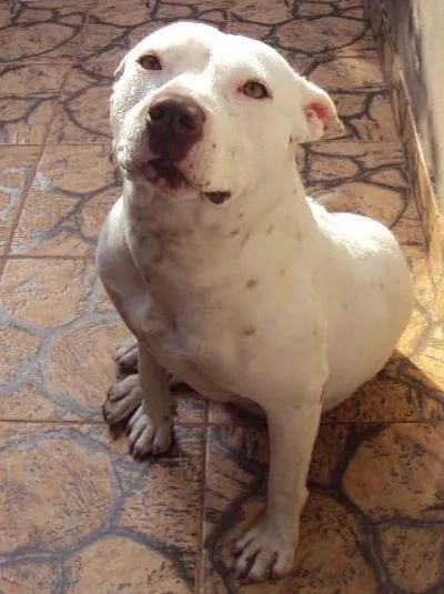 Cachorro ra a petbul idade 6 ou mais anos nome Dara