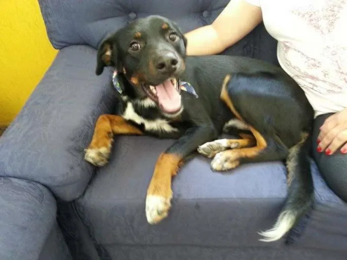 Cachorro ra a vira lata idade 7 a 11 meses nome miguel