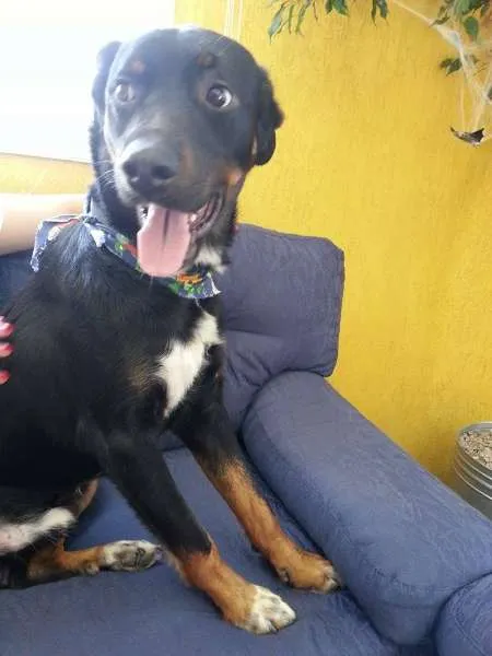Cachorro ra a vira lata idade 7 a 11 meses nome miguel