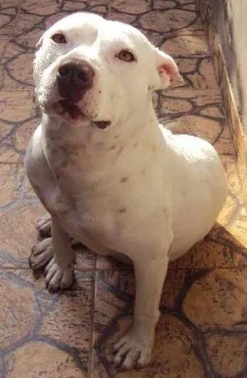 Cachorro ra a petbul idade 6 ou mais anos nome Dara