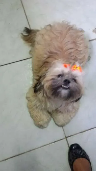 Cachorro ra a Shitzu idade 7 a 11 meses nome Nina GRATIFICA