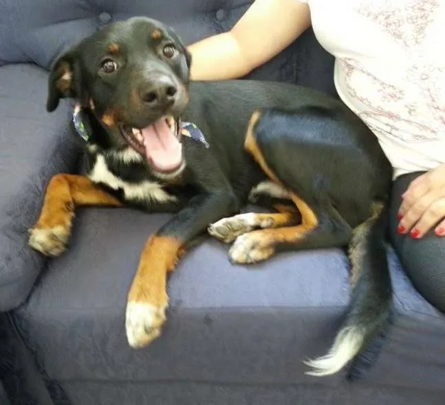Cachorro ra a vira lata idade 7 a 11 meses nome miguel