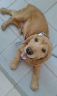 Pitoco e Floquinho