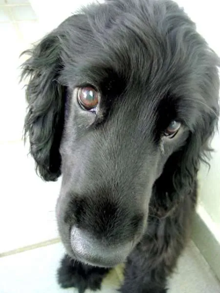 Cachorro ra a Cocker idade 6 ou mais anos nome Pitoco e Floquinho