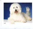 Poodle