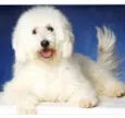 Poodle