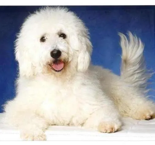 Cachorro ra a Poodle idade  nome Poodle