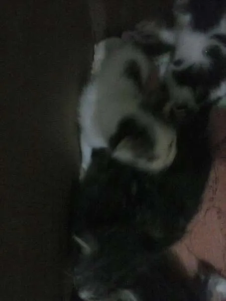 Gato raça  idade 2 a 6 meses nome Não tem nomes ainda