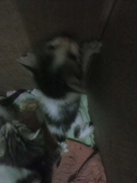 Gato raça  idade 2 a 6 meses nome Não tem nomes ainda