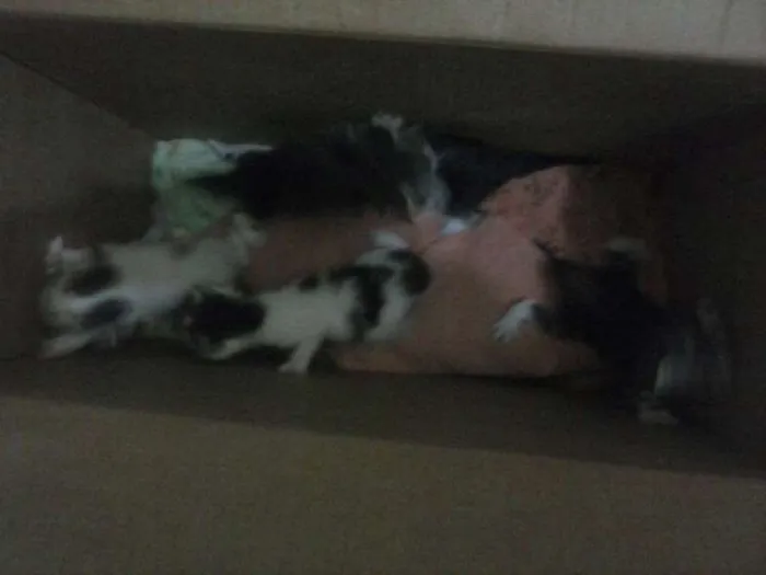 Gato raça  idade 2 a 6 meses nome Não tem nomes ainda