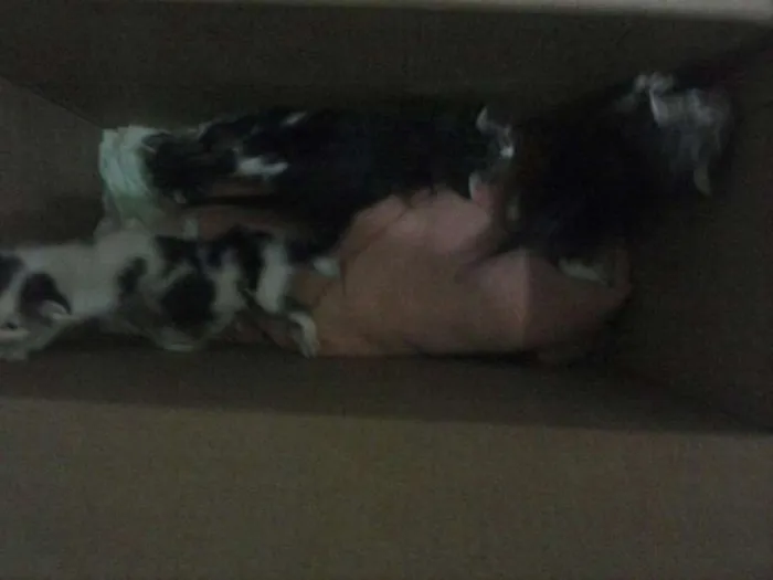 Gato raça  idade 2 a 6 meses nome Não tem nomes ainda