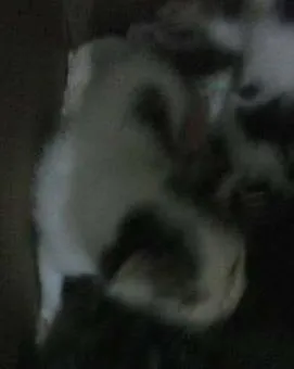 Gato raça  idade 2 a 6 meses nome Não tem nomes ainda