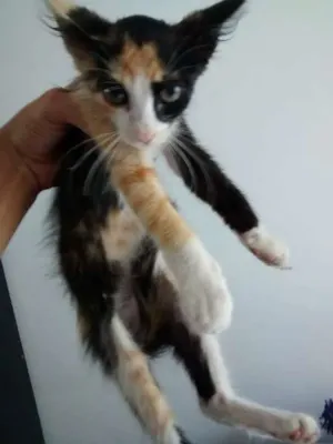 Gato raça SRD idade Abaixo de 2 meses nome Vitória