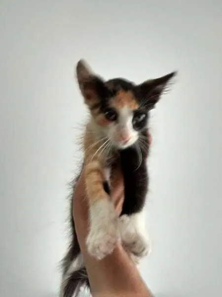 Gato raça SRD idade Abaixo de 2 meses nome Vitória