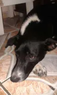 Pirralho