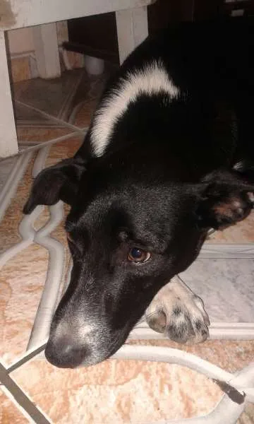 Cachorro ra a RND idade 2 a 6 meses nome Pirralho