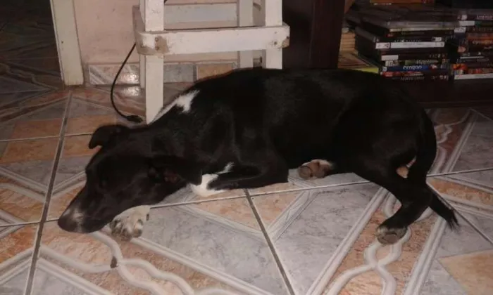 Cachorro ra a RND idade 2 a 6 meses nome Pirralho