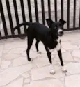 Pirralho