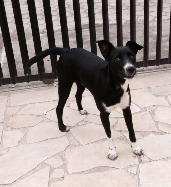 Cachorro ra a RND idade 2 a 6 meses nome Pirralho