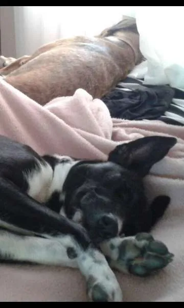 Cachorro ra a RND idade 2 a 6 meses nome Pirralho