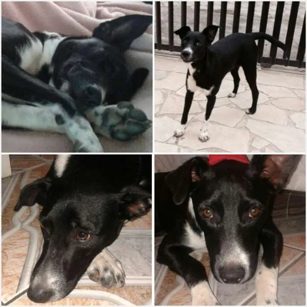 Cachorro ra a RND idade 2 a 6 meses nome Pirralho