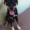 pretinho