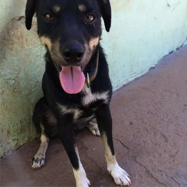 Cachorro ra a viralata idade 3 anos nome pretinho