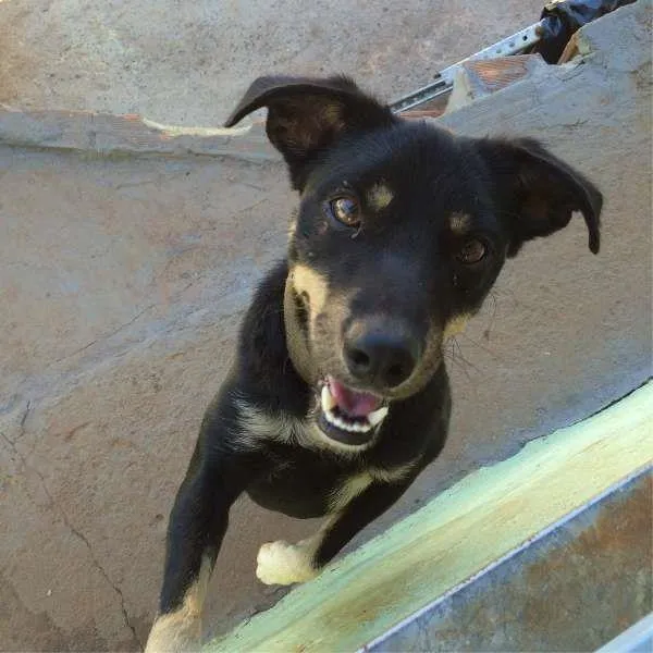 Cachorro ra a viralata idade 3 anos nome pretinho