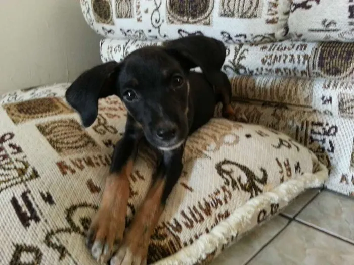 Cachorro ra a SRD idade 2 a 6 meses nome costelinha