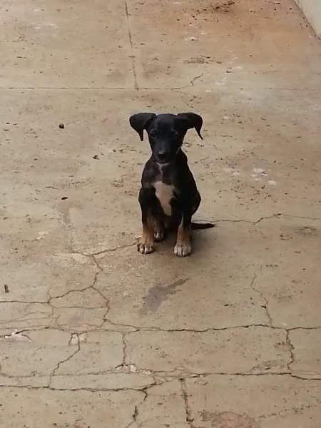 Cachorro ra a SRD idade 2 a 6 meses nome costelinha