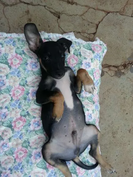 Cachorro ra a SRD idade 2 a 6 meses nome costelinha