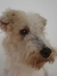 Nolly