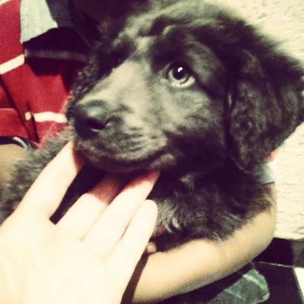 Cachorro ra a  idade 2 a 6 meses nome Sam 