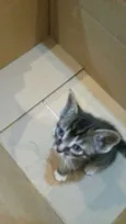 não tem