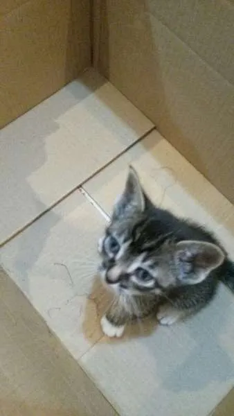 Gato ra a não tem  idade Abaixo de 2 meses nome não tem